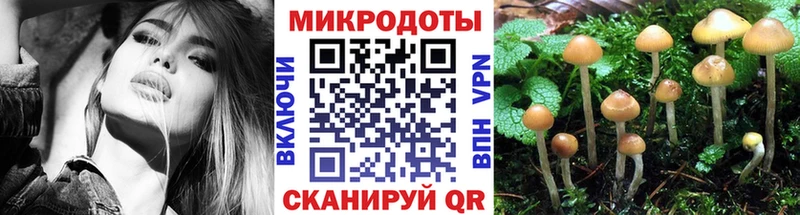 блэк спрут онион  Зубцов  Псилоцибиновые грибы Cubensis 